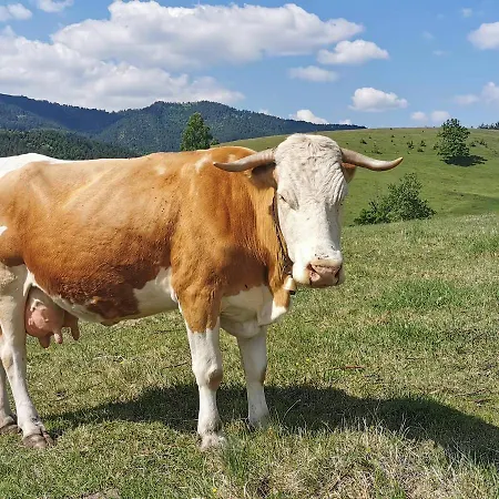 Vikendica Gradina Zlatibor Сasa de vacaciones